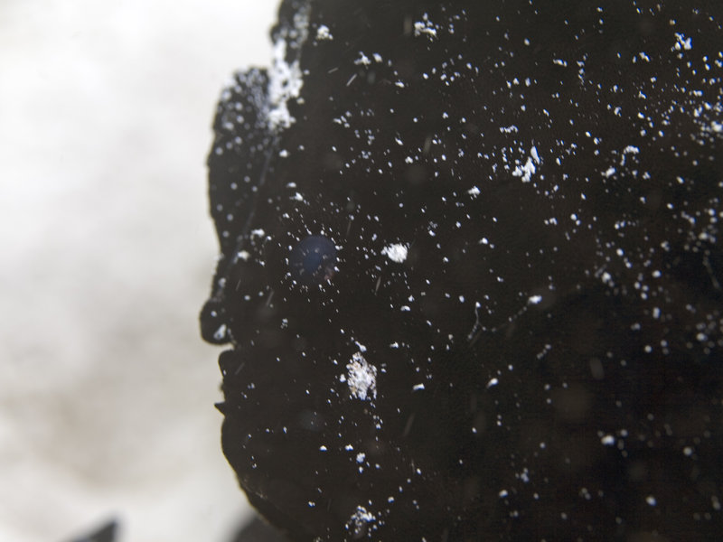 Sibuan West, Frogfish